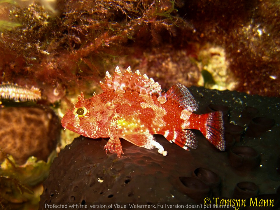 Madeira Scorpionfish