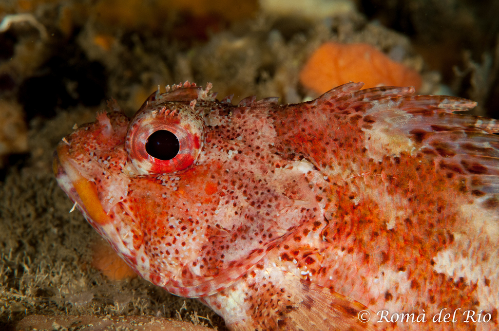 Madeira Scorpionfish