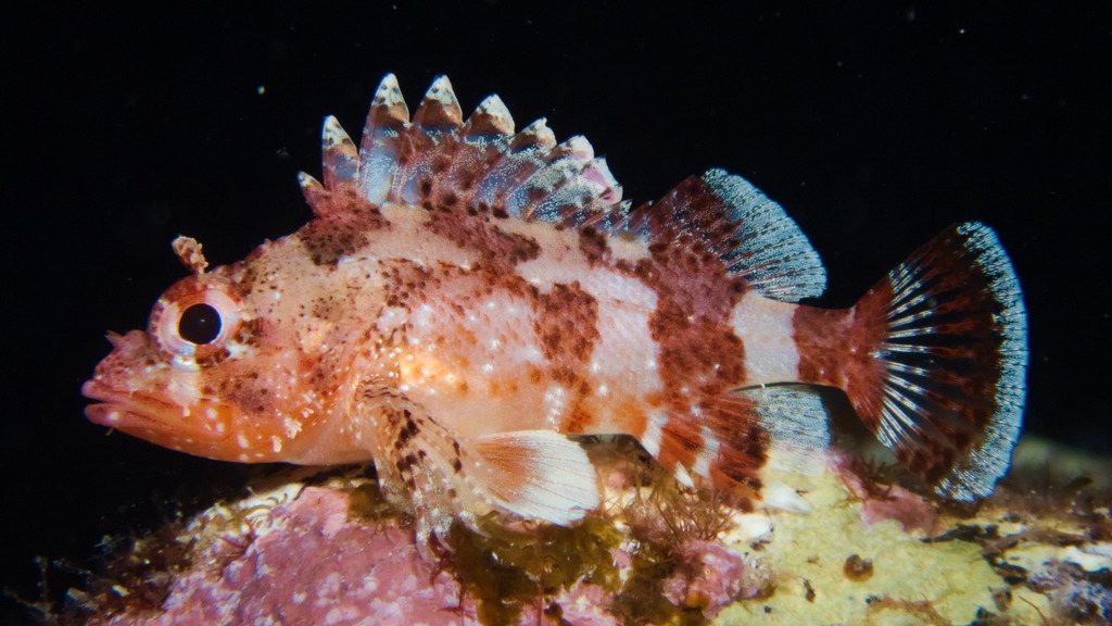 Madeira Scorpionfish