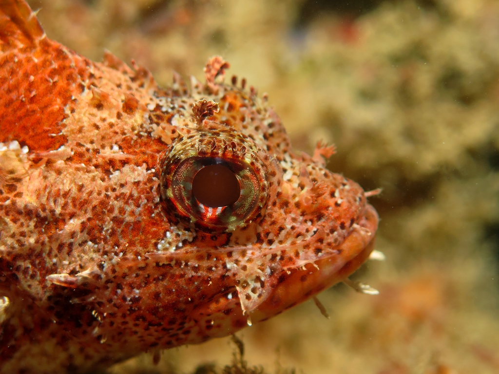 Madeira Scorpionfish