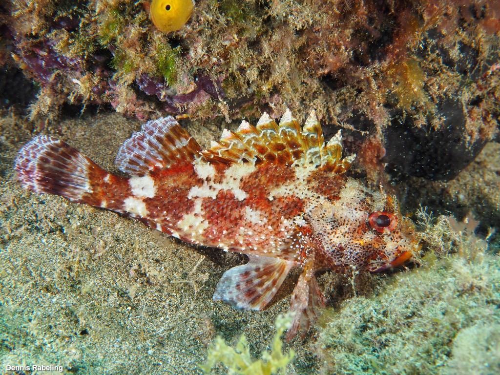 Madeira Scorpionfish