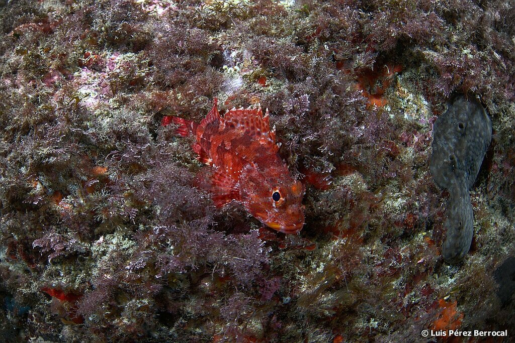 Madeira Scorpionfish