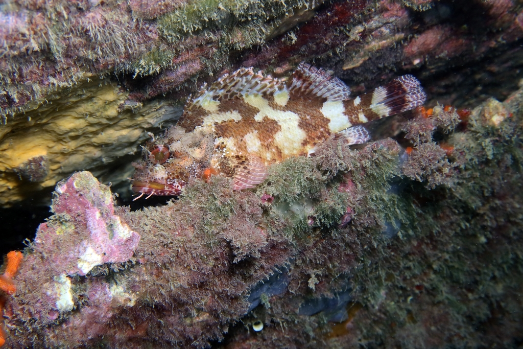 Madeira Scorpionfish