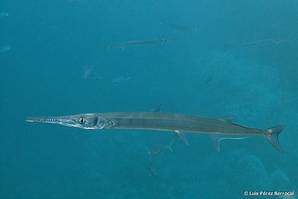 Red Sea Needlefish