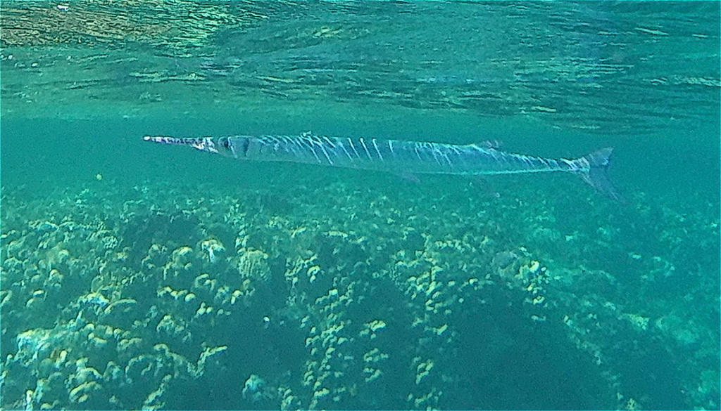 Orphie de la mer Rouge