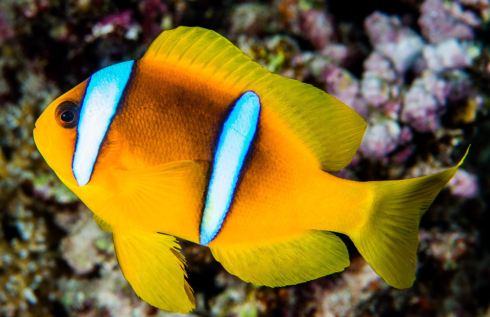 Poisson-clown à deux bandes