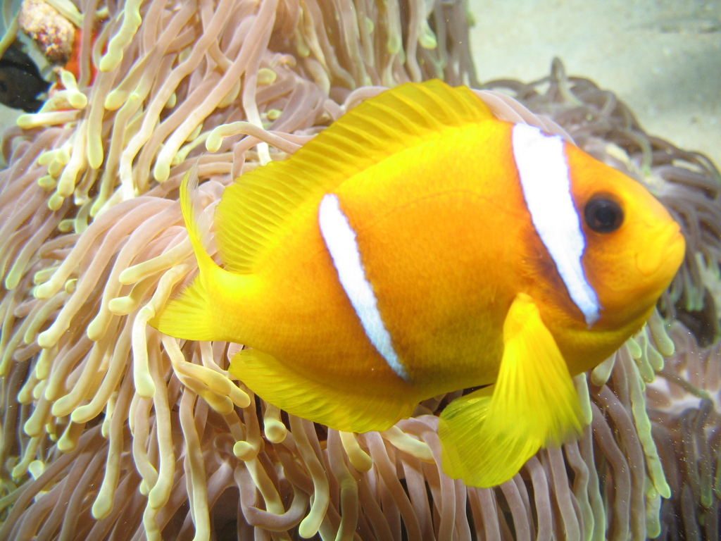 Poisson-clown à deux bandes