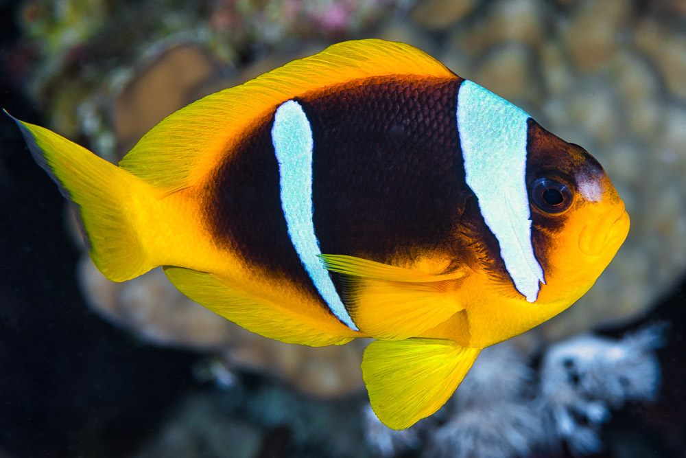 Poisson-clown à deux bandes