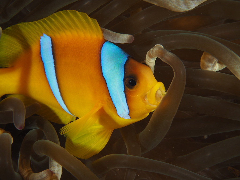 Poisson-clown à deux bandes