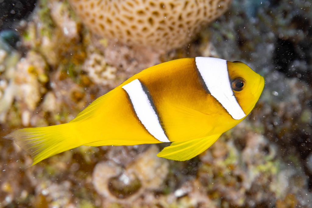 Red Sea Anemonefish