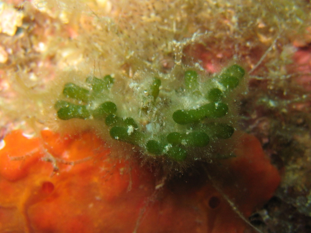 Codium vermiforme