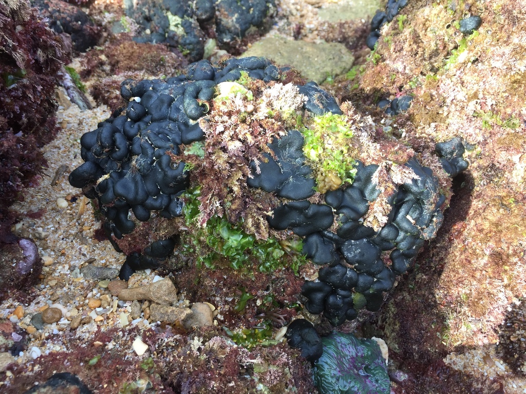 Encrusting felt alga
