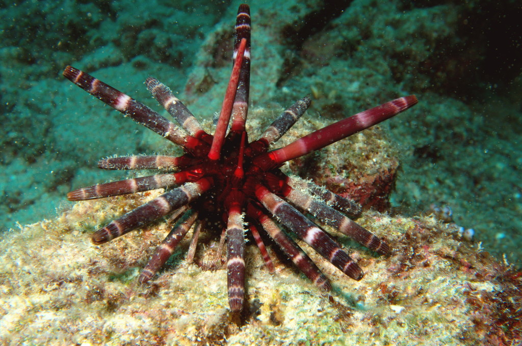 Imperial Lance Urchin