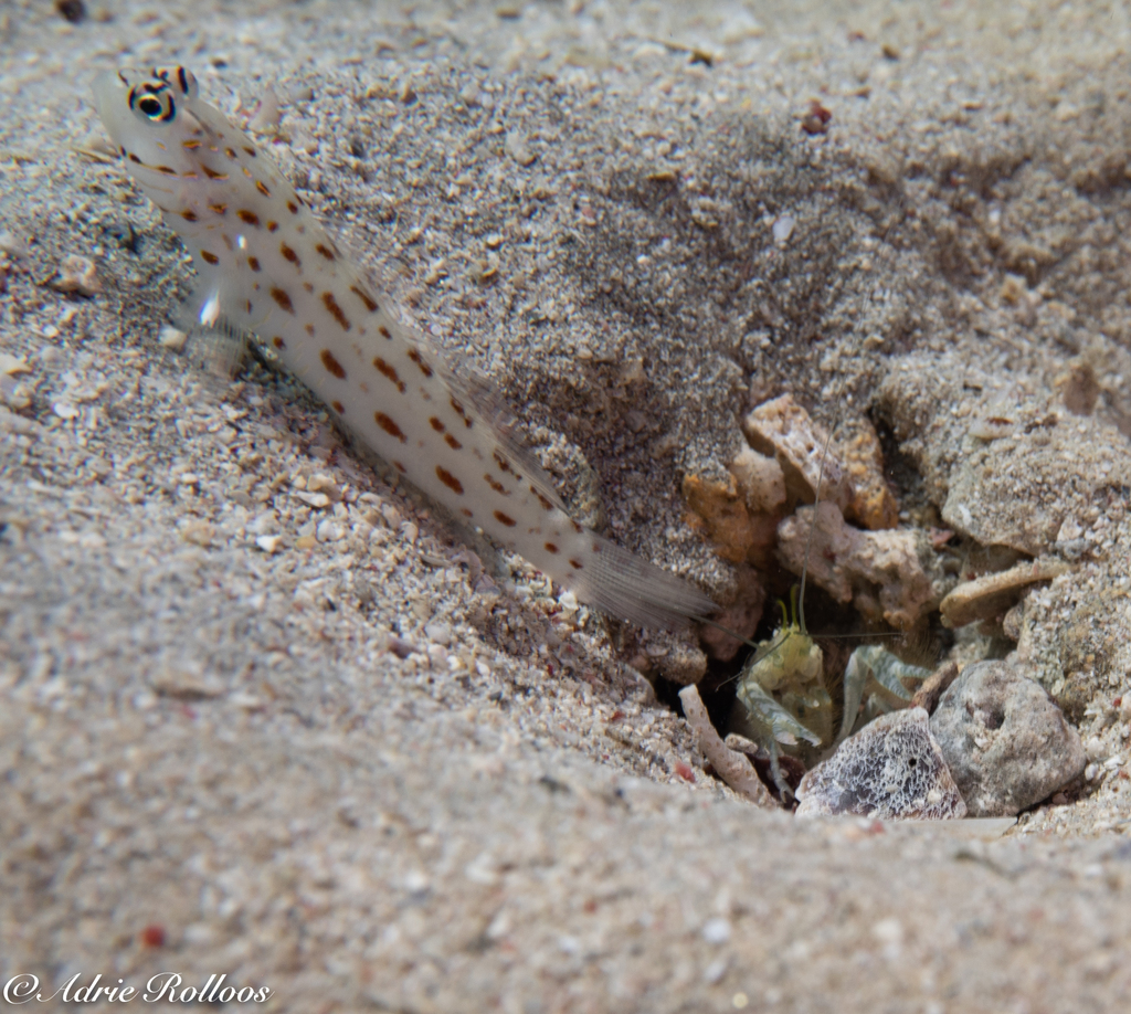 Silverspot Shrimpgoby