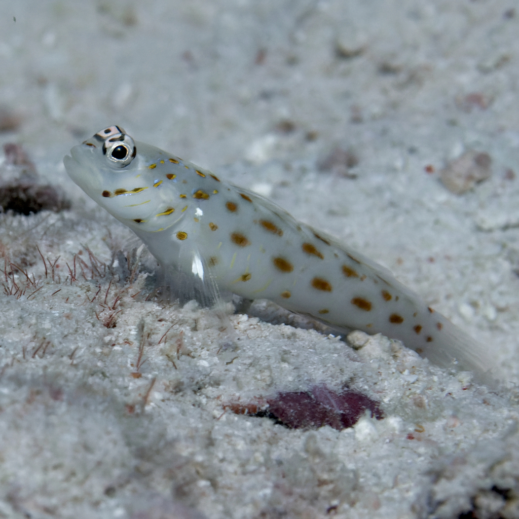Silverspot Shrimpgoby