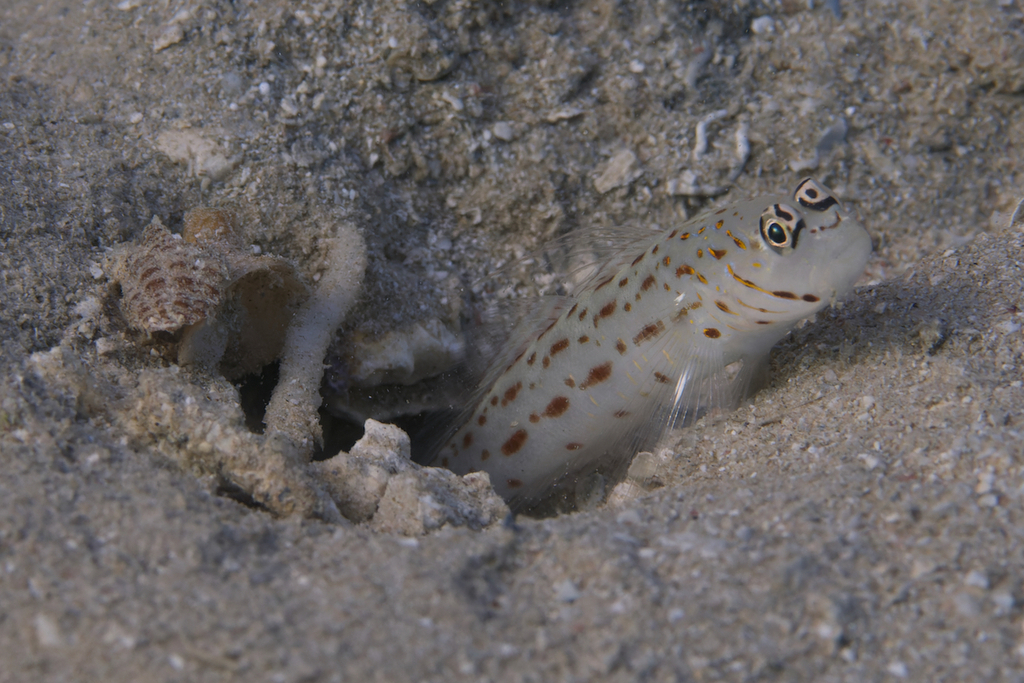 Silverspot Shrimpgoby