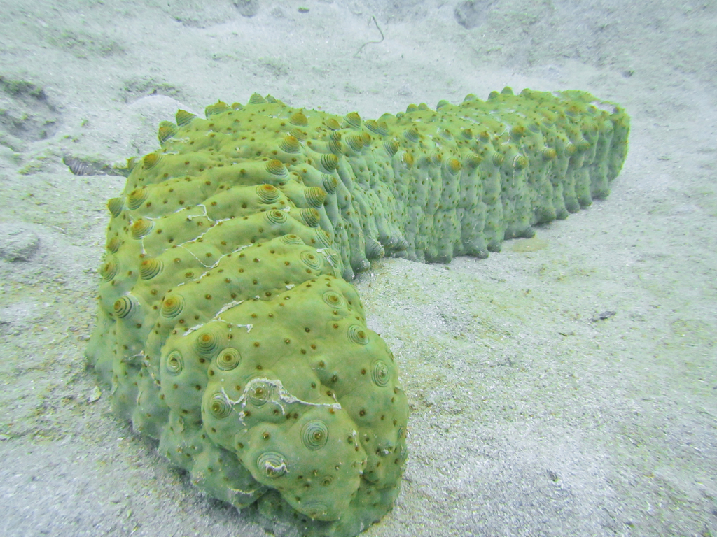 Herrmann's Sea Cucumber