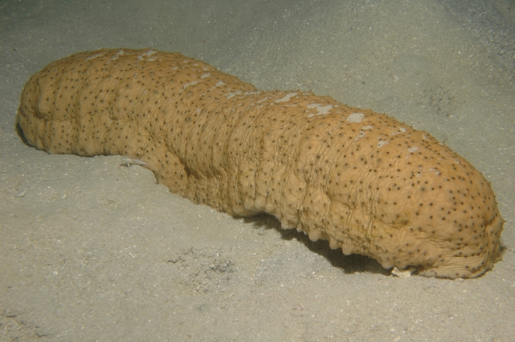 Herrmann's Sea Cucumber