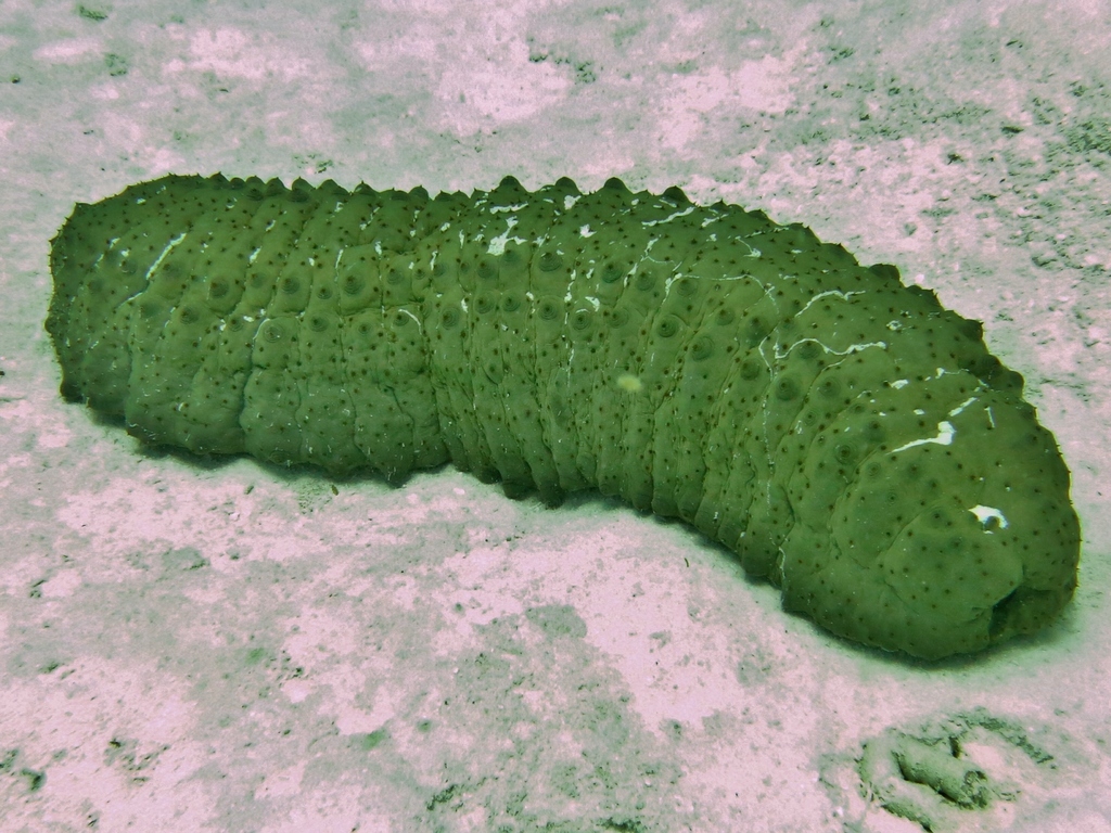 Herrmann's Sea Cucumber