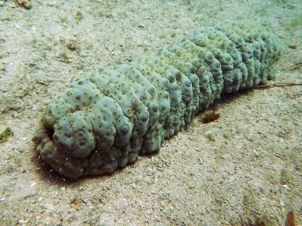 Herrmann's Sea Cucumber