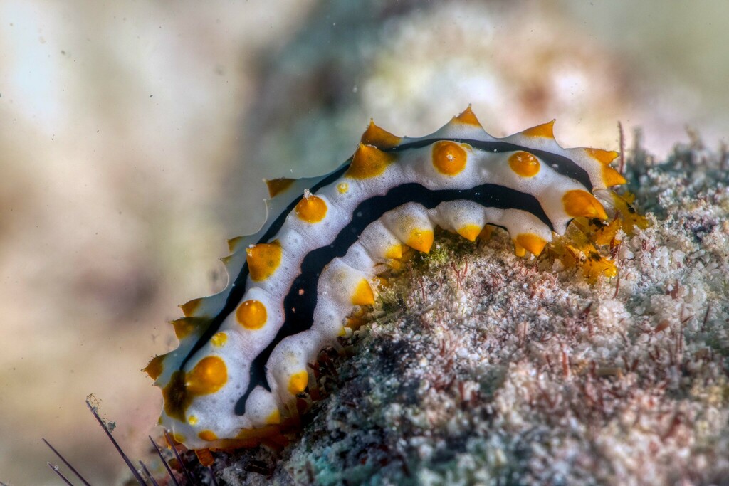Graeffe's Sea Cucumber
