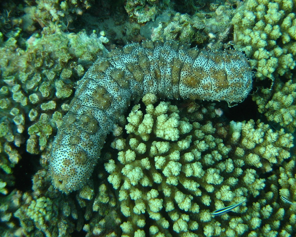 Graeffe's Sea Cucumber