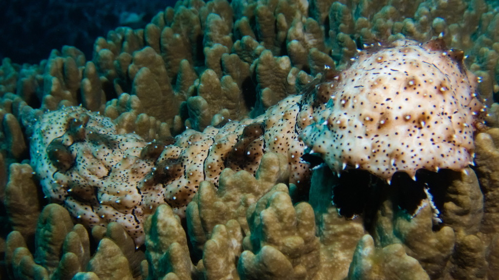 Graeffe's Sea Cucumber