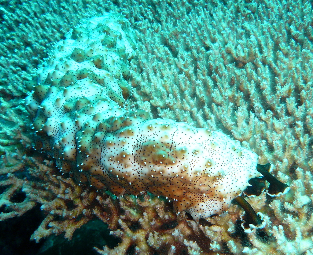 Graeffe's Sea Cucumber