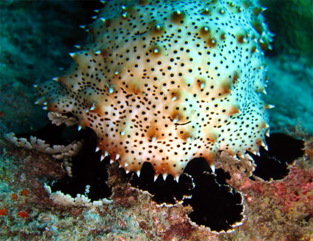 Graeffe's Sea Cucumber