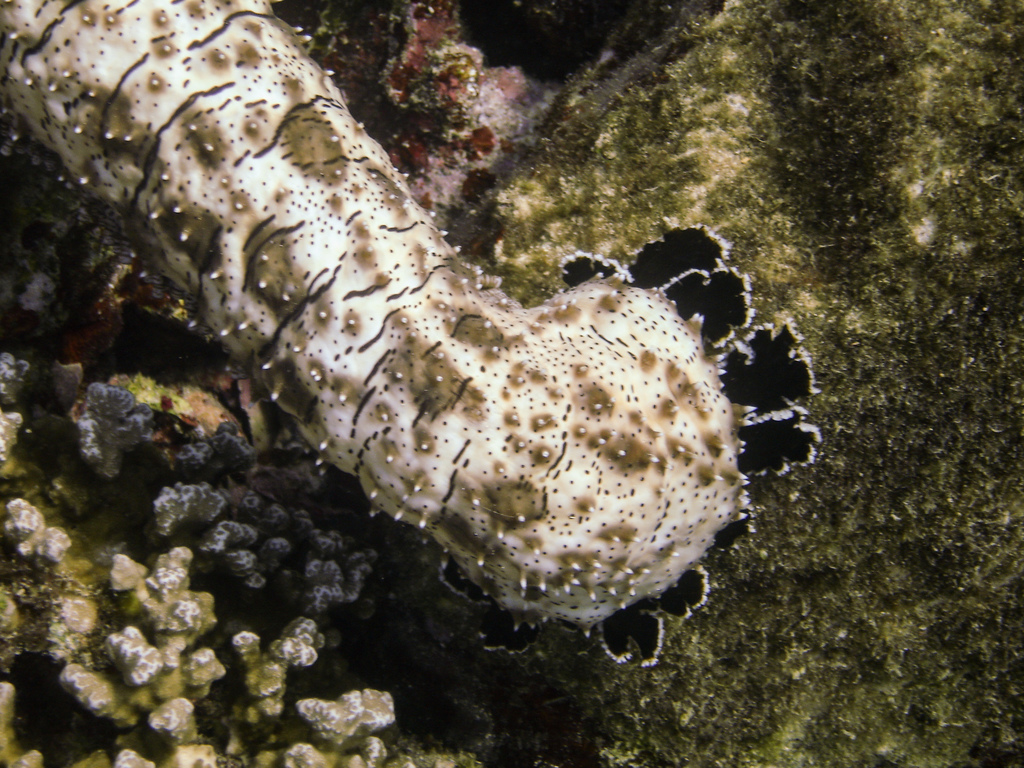 Graeffe's Sea Cucumber