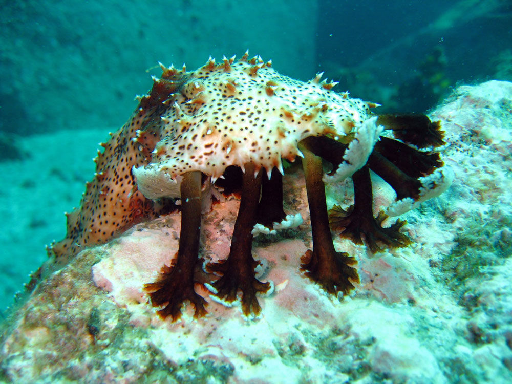 Graeffe's Sea Cucumber