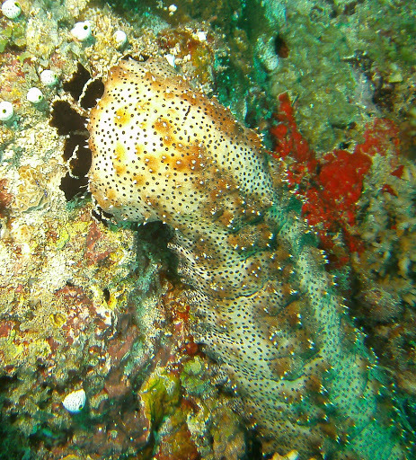 Graeffe's Sea Cucumber