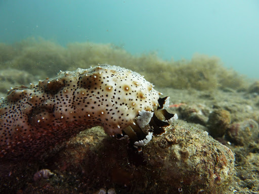 Graeffe's Sea Cucumber