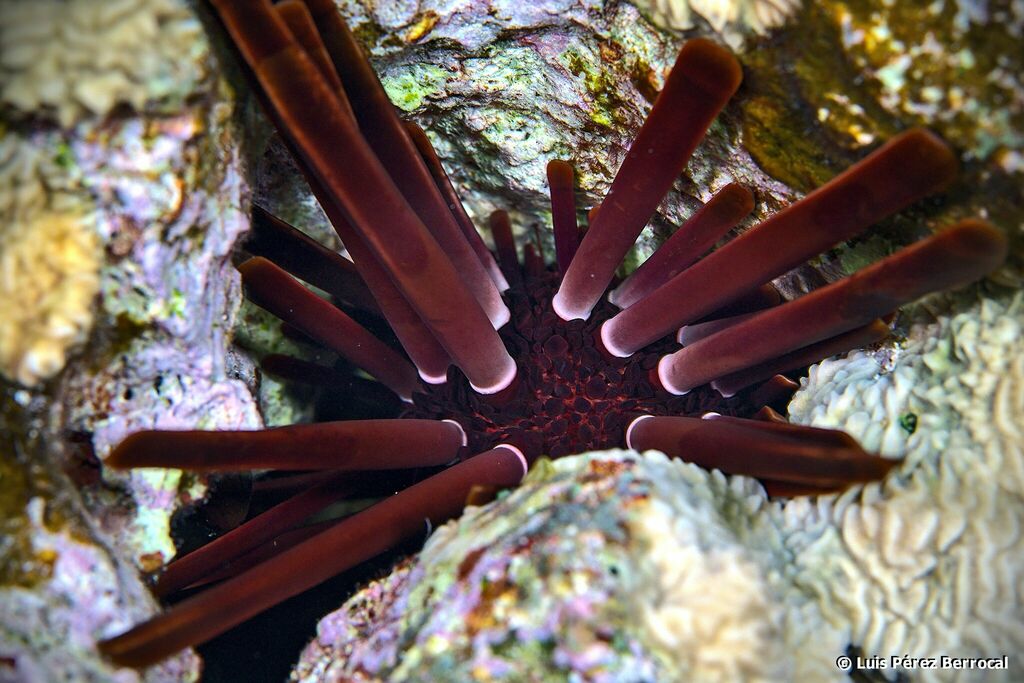 Red Pencil Urchin