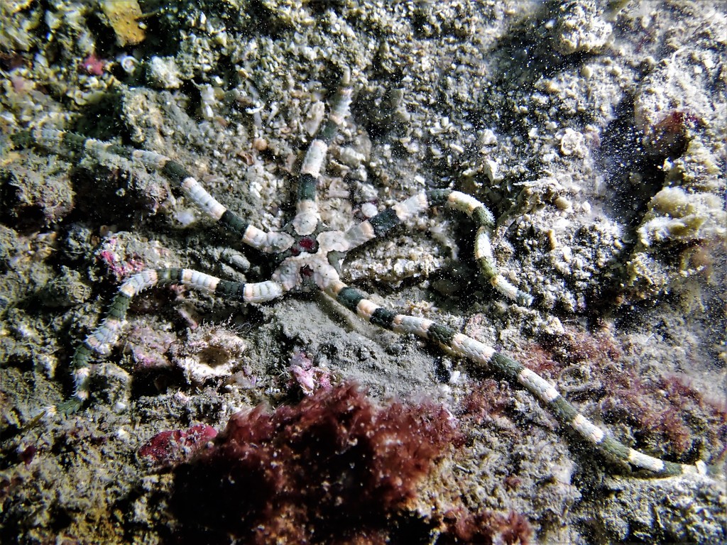 Smooth brittle star