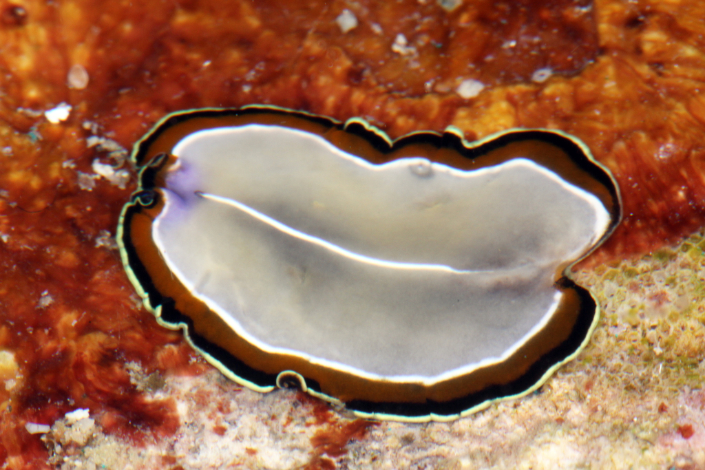Double-margined Flatworm