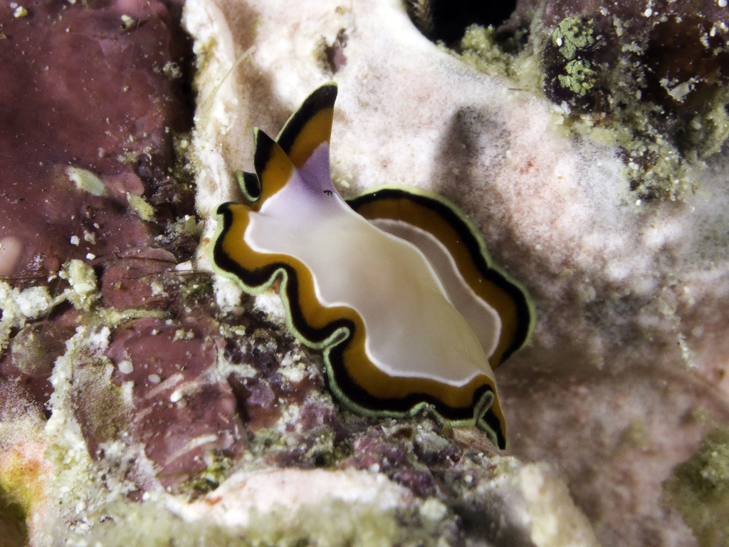 Double-margined Flatworm