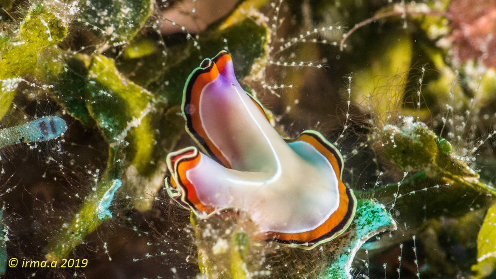 Double-margined Flatworm
