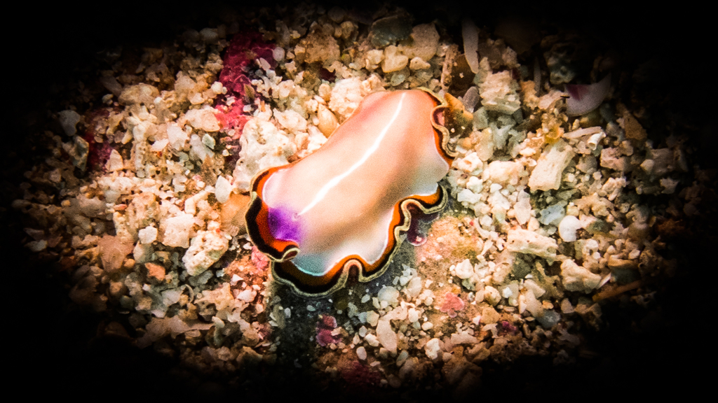 Double-margined Flatworm
