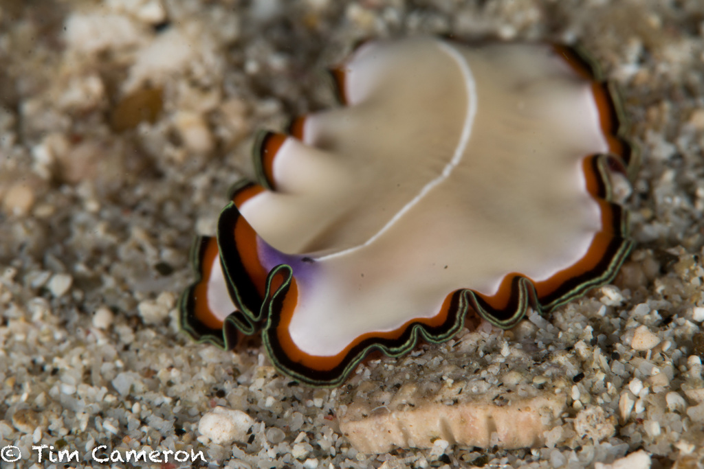 Double-margined Flatworm