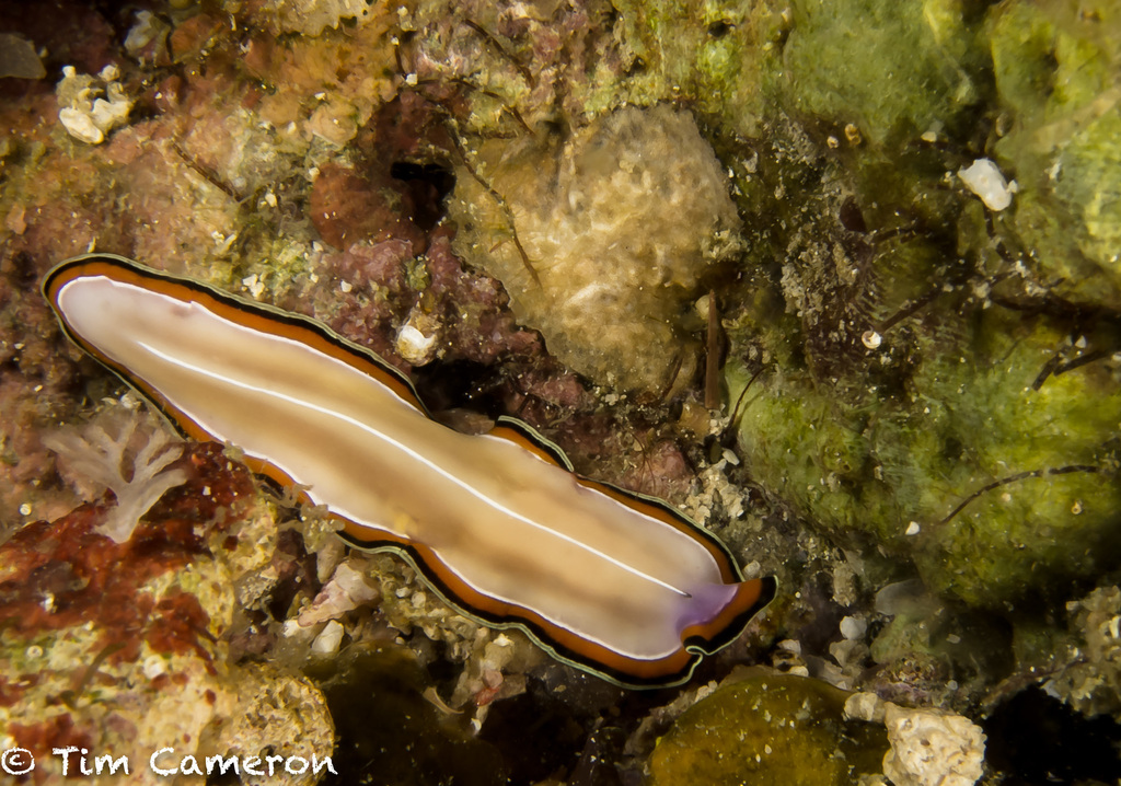 Double-margined Flatworm
