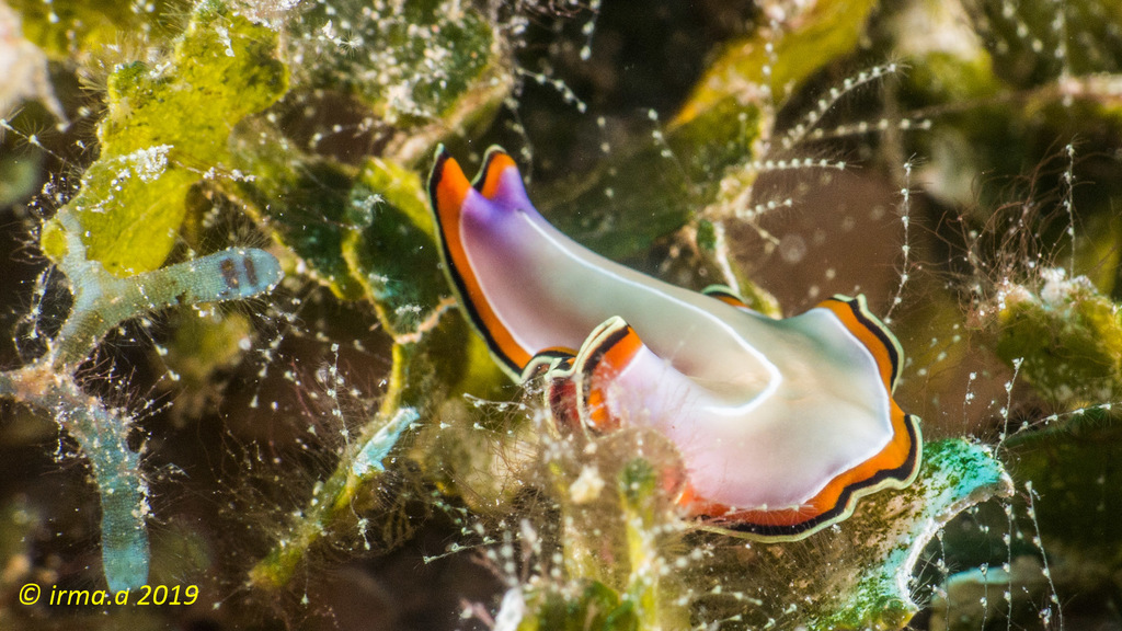 Double-margined Flatworm