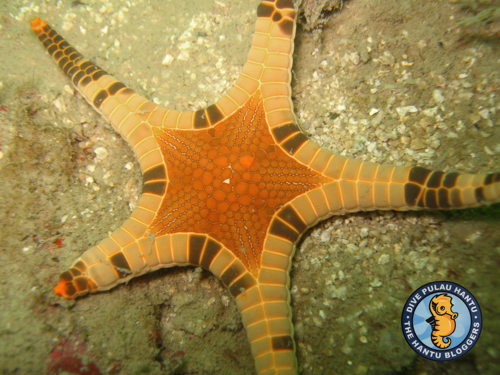 Icon Sea Star