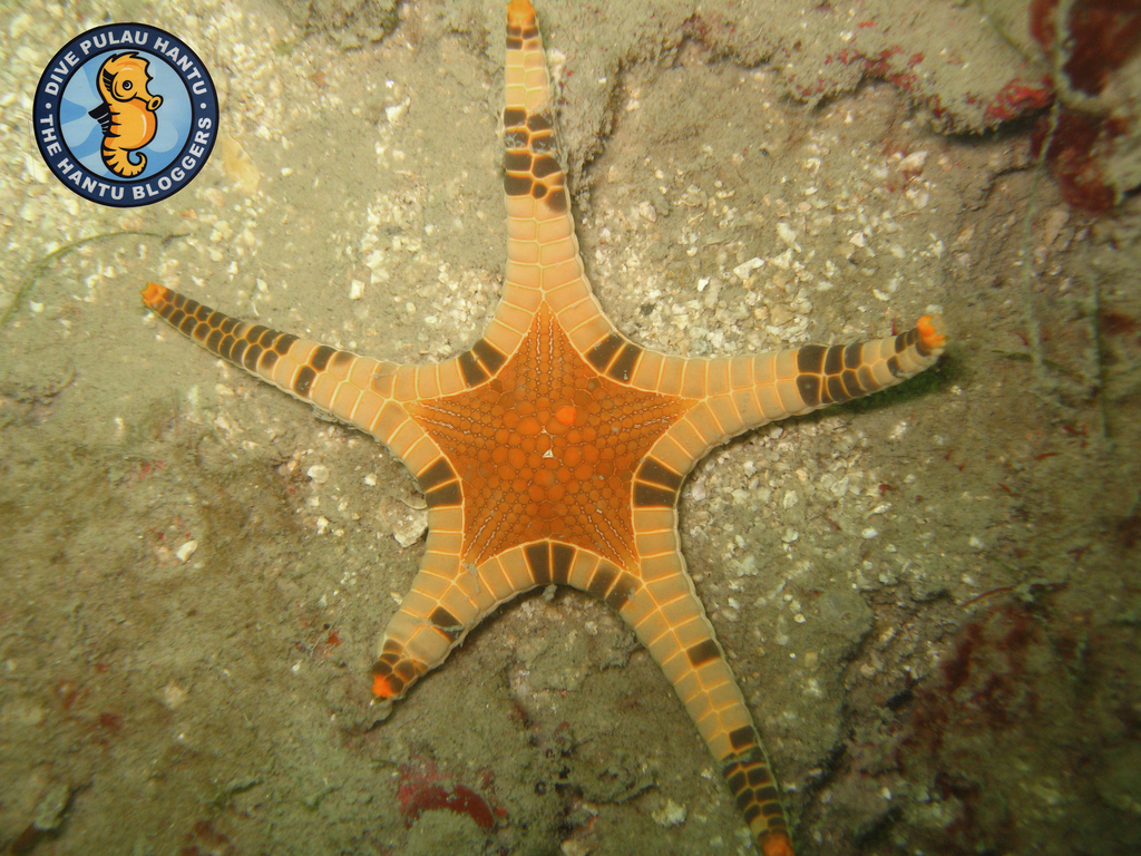 Icon Sea Star