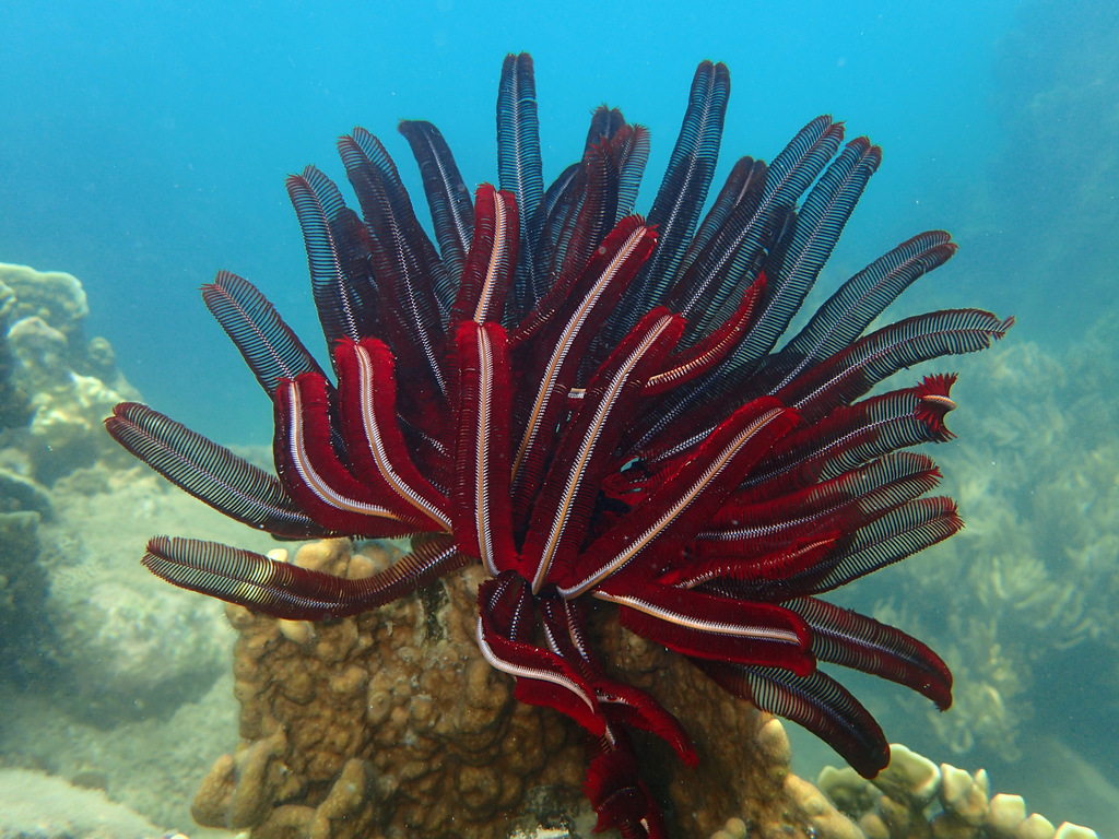Beautiful Feather Star