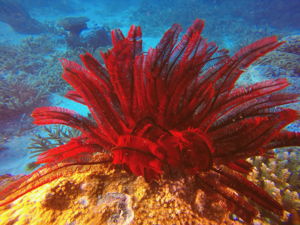 Comatule rouge
