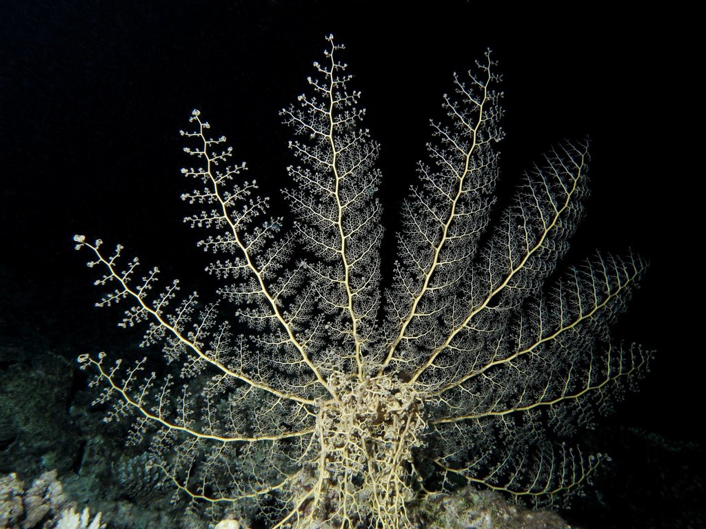 Gorgonocéphale nu
