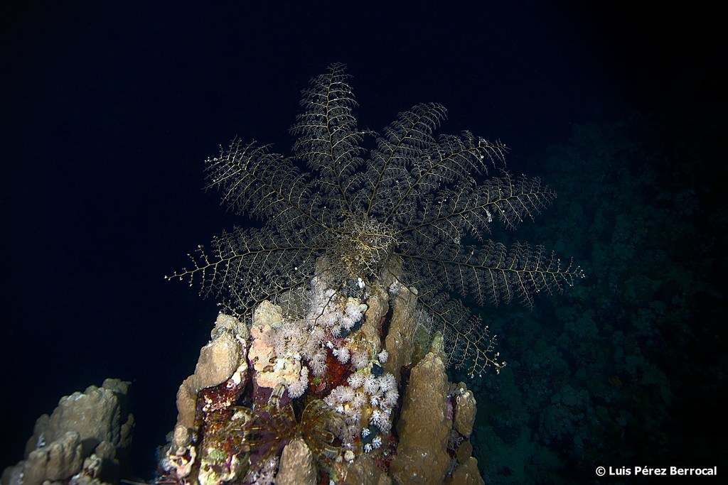 Gorgonocéphale nu