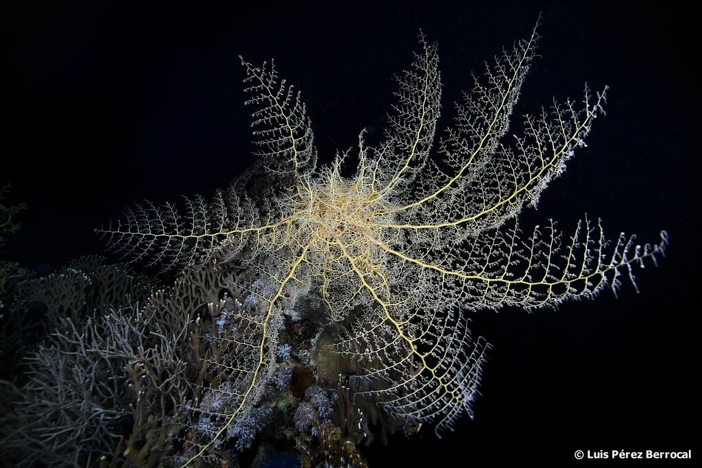 Naked Basket Star