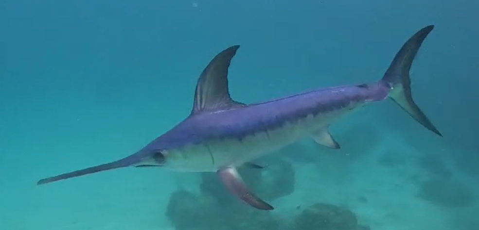 Broadbill Swordfish